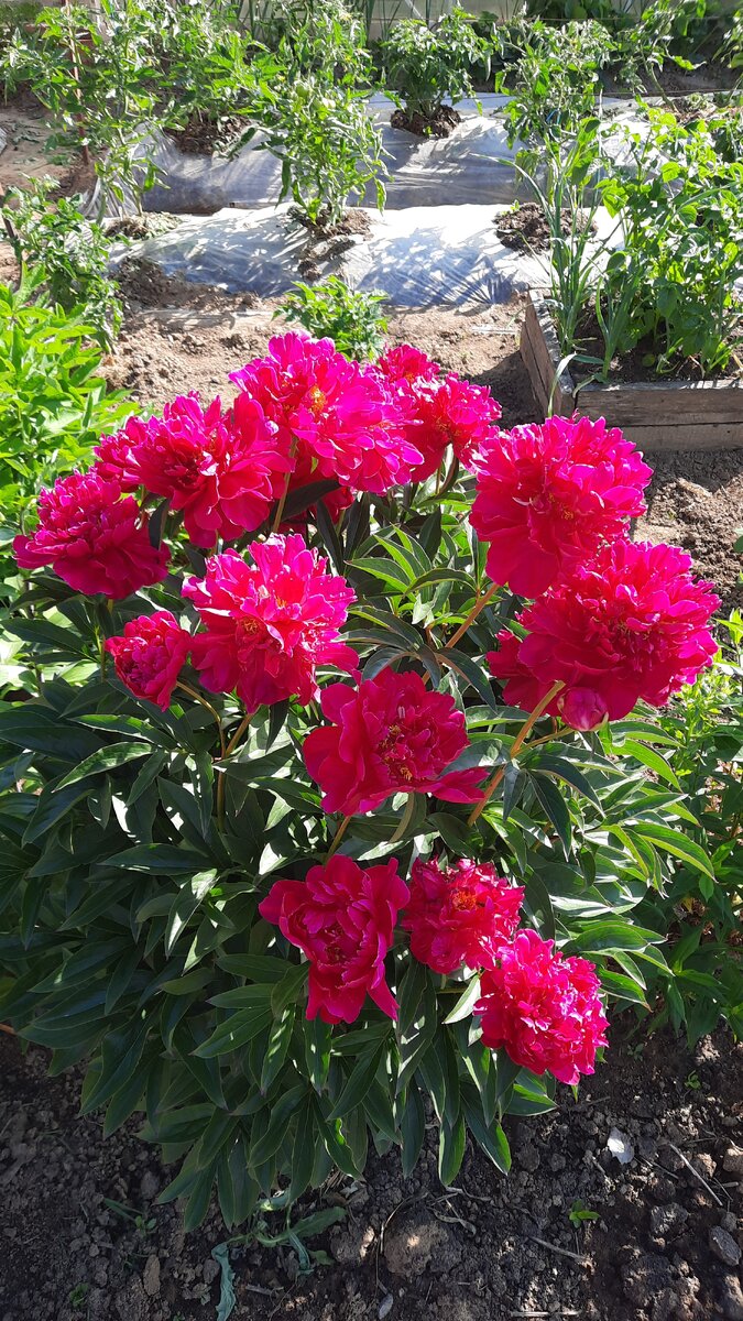 Куст ростовских пионов, привезённых от мамы. 
