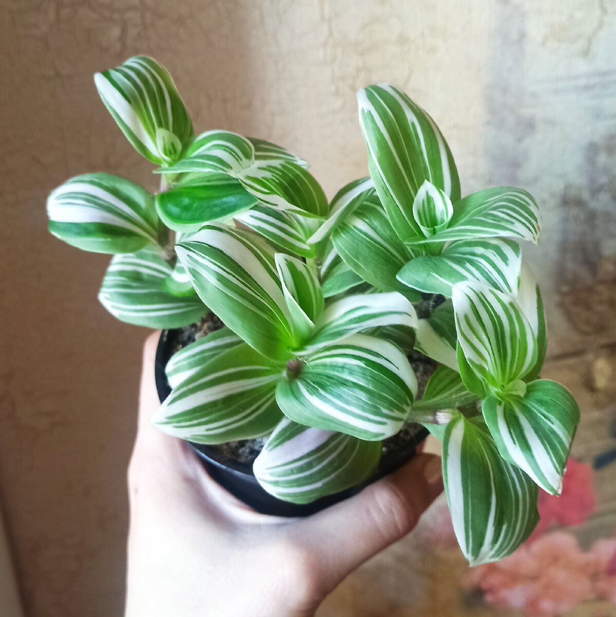 Вот такая милашка была