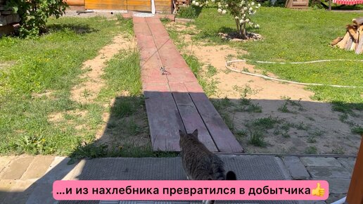 Вася принес первую добычу домой, а Марсик сам чуть не стал добычей😳 ...