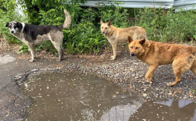 Фото из открытого доступа сети Интернет