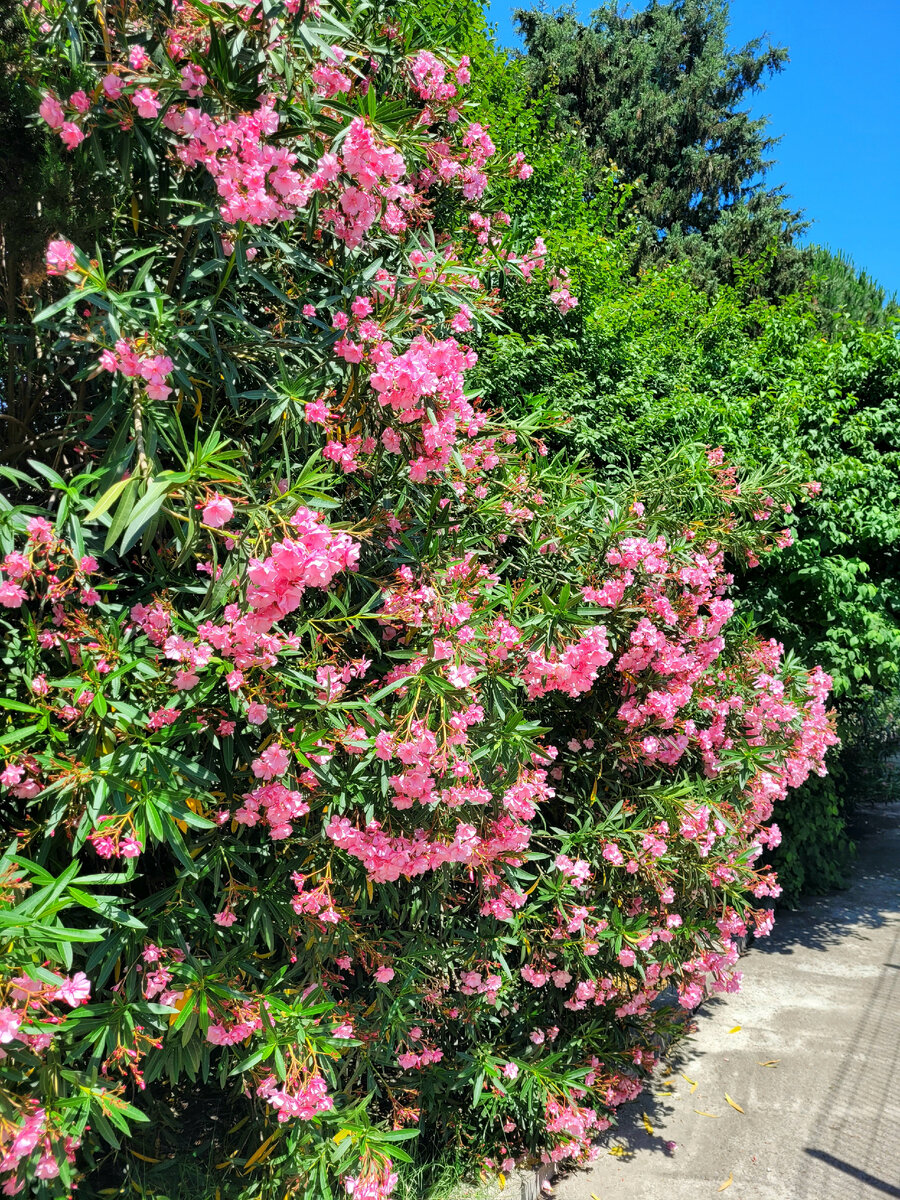 Олеандр. Фото автора