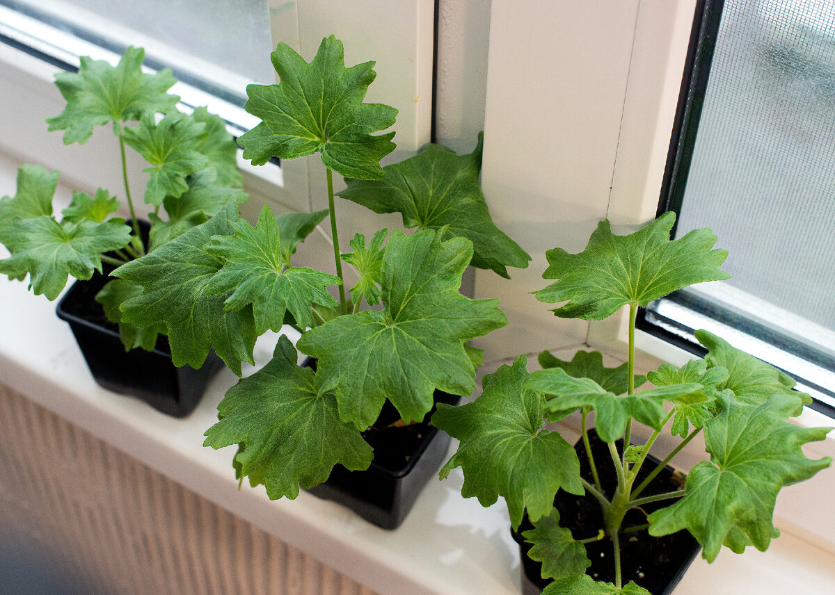 Необычные листья Пеларгонии серии Квантум