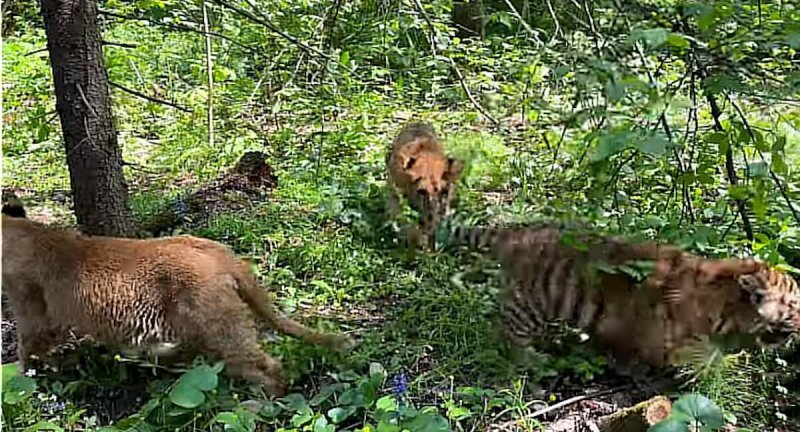 Фото: скриншот с видео. Ист. youtube-канал Подмосковного сафари-парка