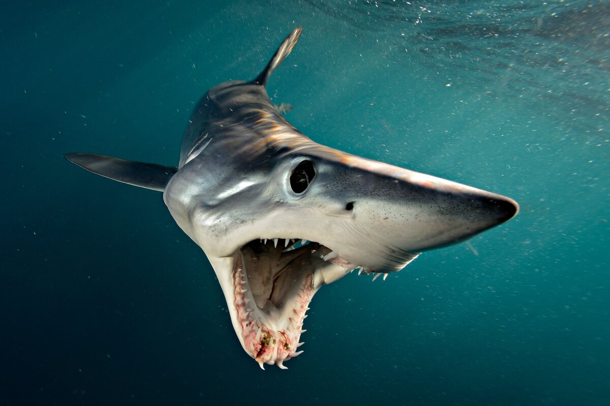 https://i.natgeofe.com/n/02032522-1c12-4c86-89d3-8c953764f2a8/06-mako-shark-nationalgeographic_2601454.jpg