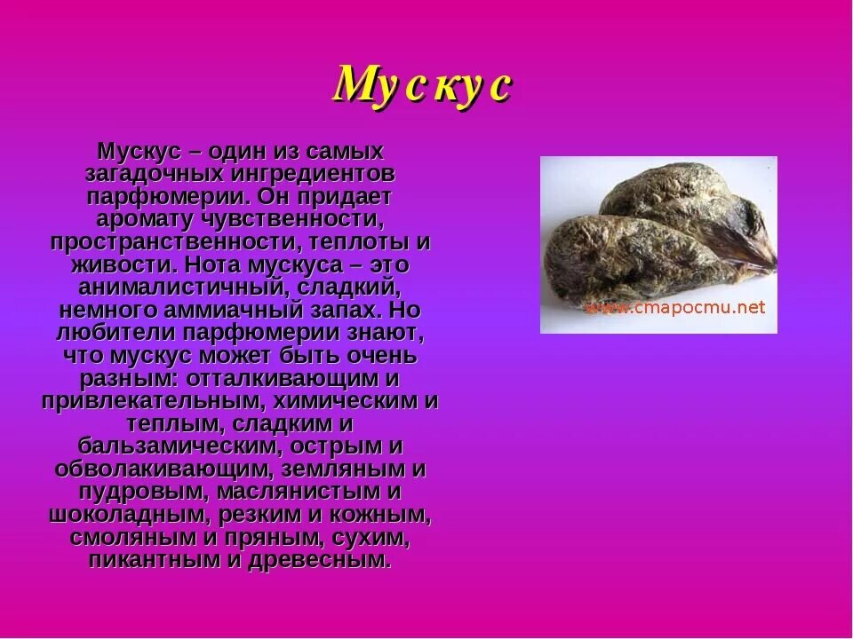 мускус в парфюмерии чем пахнет. мускус аромат на что похож. сандаловое дерево в парфюмерии. на что похож запах. формула мускуса в парфюмерии.