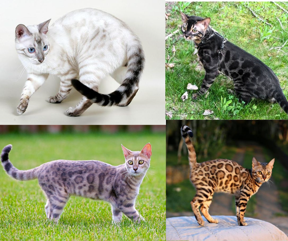 Окрасы бенгальских кошек - радуга оттенков: уникальный угольный окрас |  Советы Умного Кота | Дзен