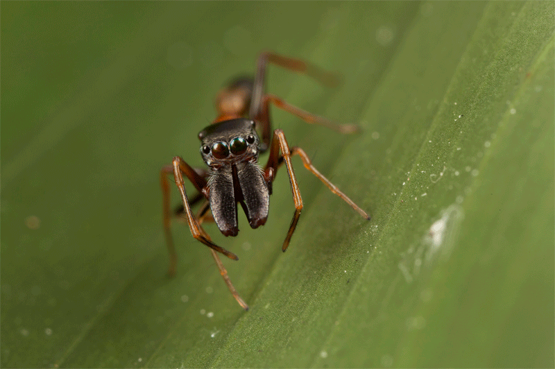 Муравей прыгун. Австралийский паук- скакун из рода Myrmarachne.. Паук муравей желтый. Самое маленькое насекомое в мире фото.