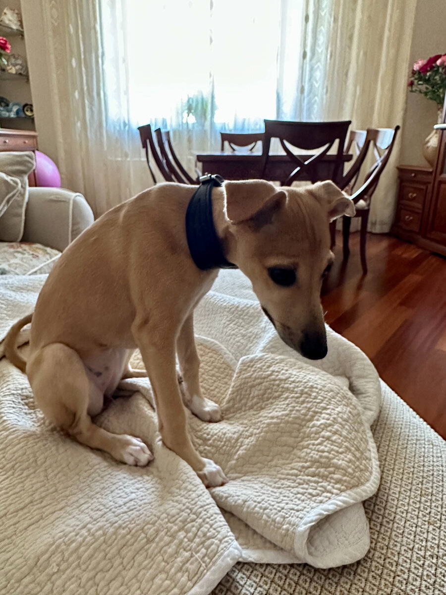 Ассоль он тоже не очень нравится)) Но ей никакие не нравятся, по правде сказать)