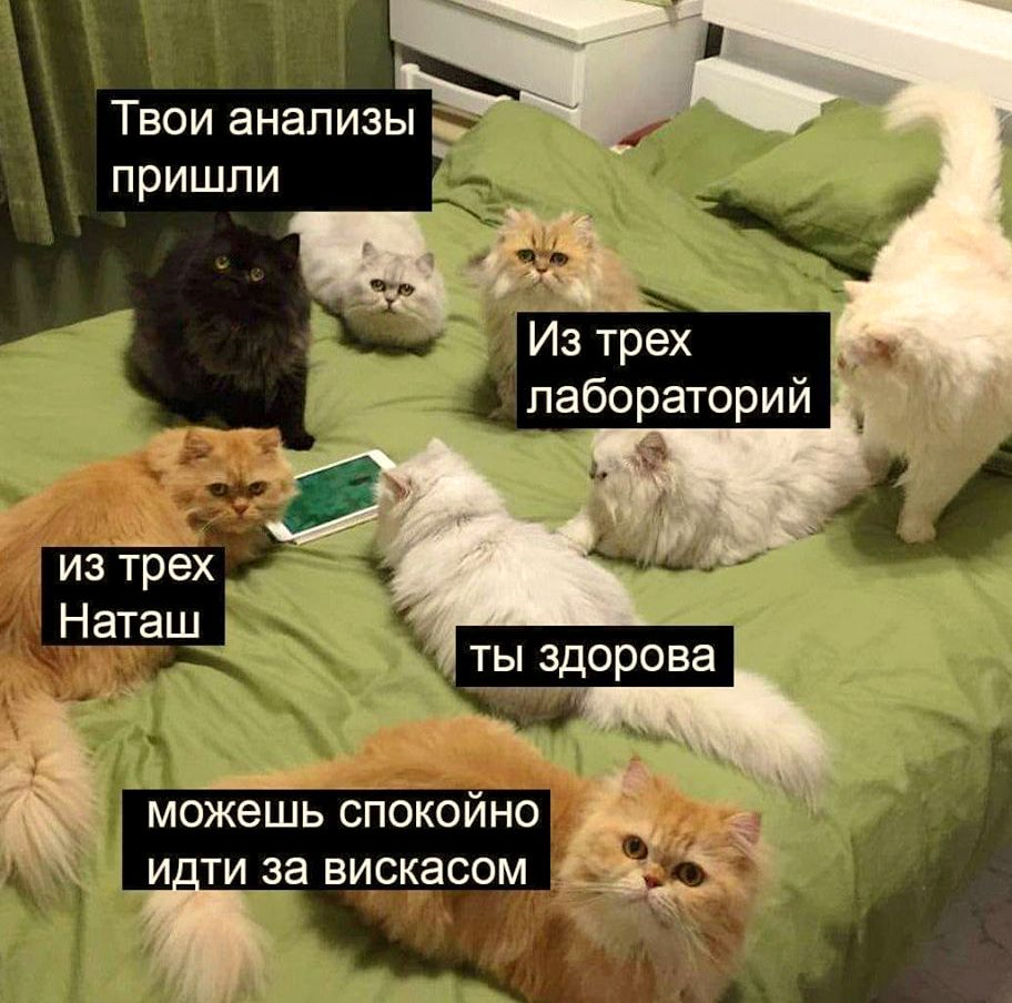 Наташа котики картинки