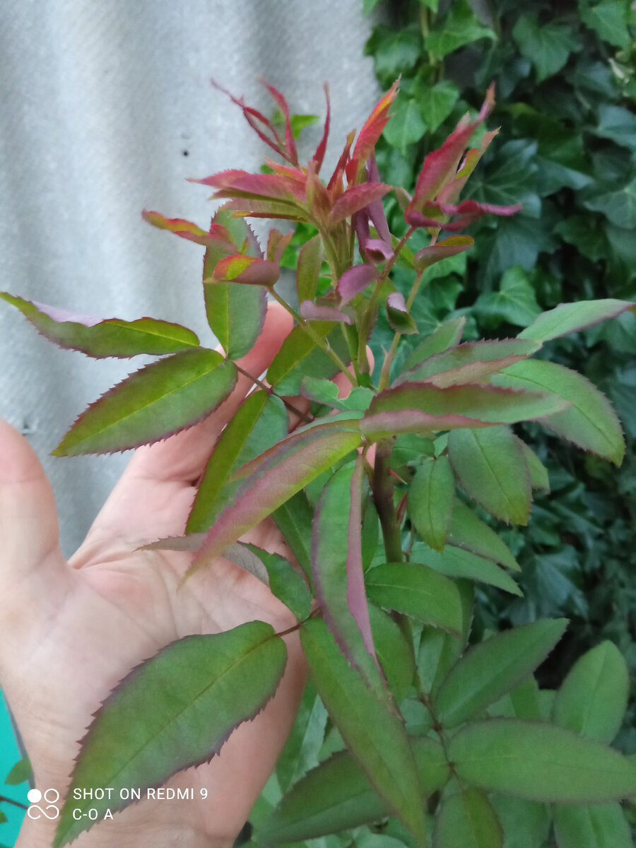 Молодой побег июня после первого цветения Польки-Бабочки. Фото автора.