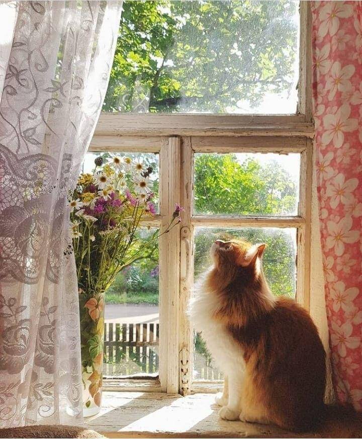 Кот Васька