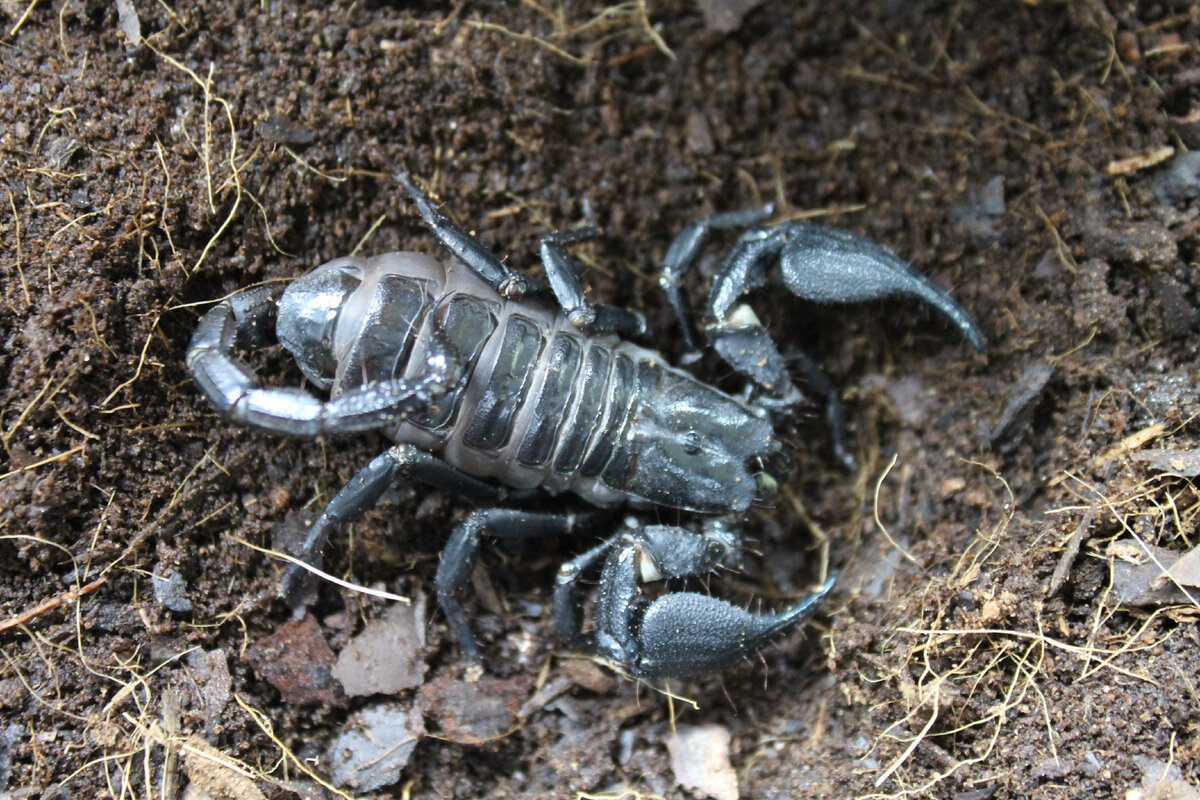 Heterometrus spinifer. Родственник скорпиона. Скорпионы всех видов. Киперштадт.