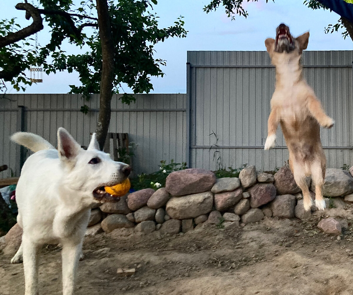 Чтобы было наглядно, подготовила для вас фото Умочки в прыжке. Так он стремится к любимой игрушке 😂