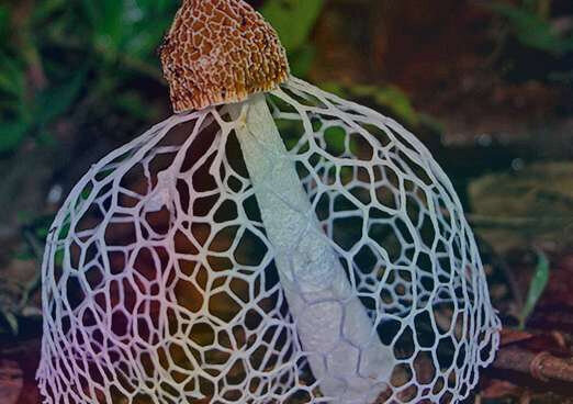 Фото из красной книги России.