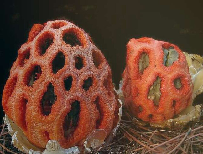 Фото из красной книги России.