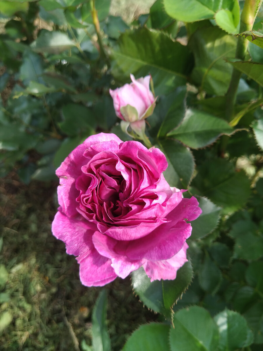  Purple Eden