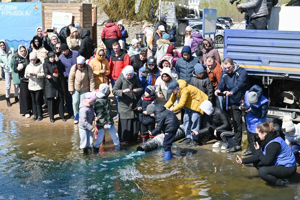 Водорослям крышка