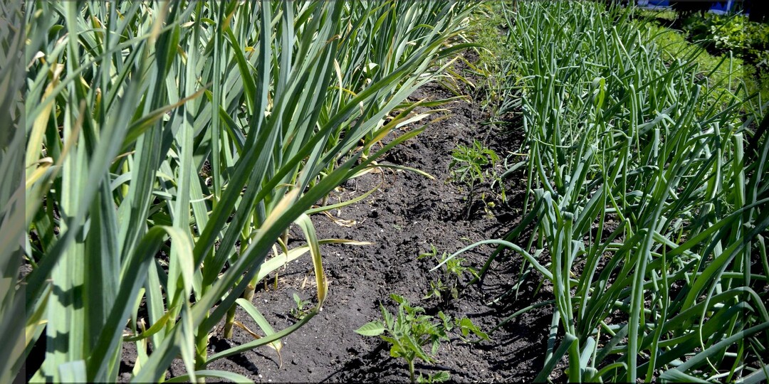 Финальные подкормки чеснока и лука: как правильно подкормить луковые культуры в июле