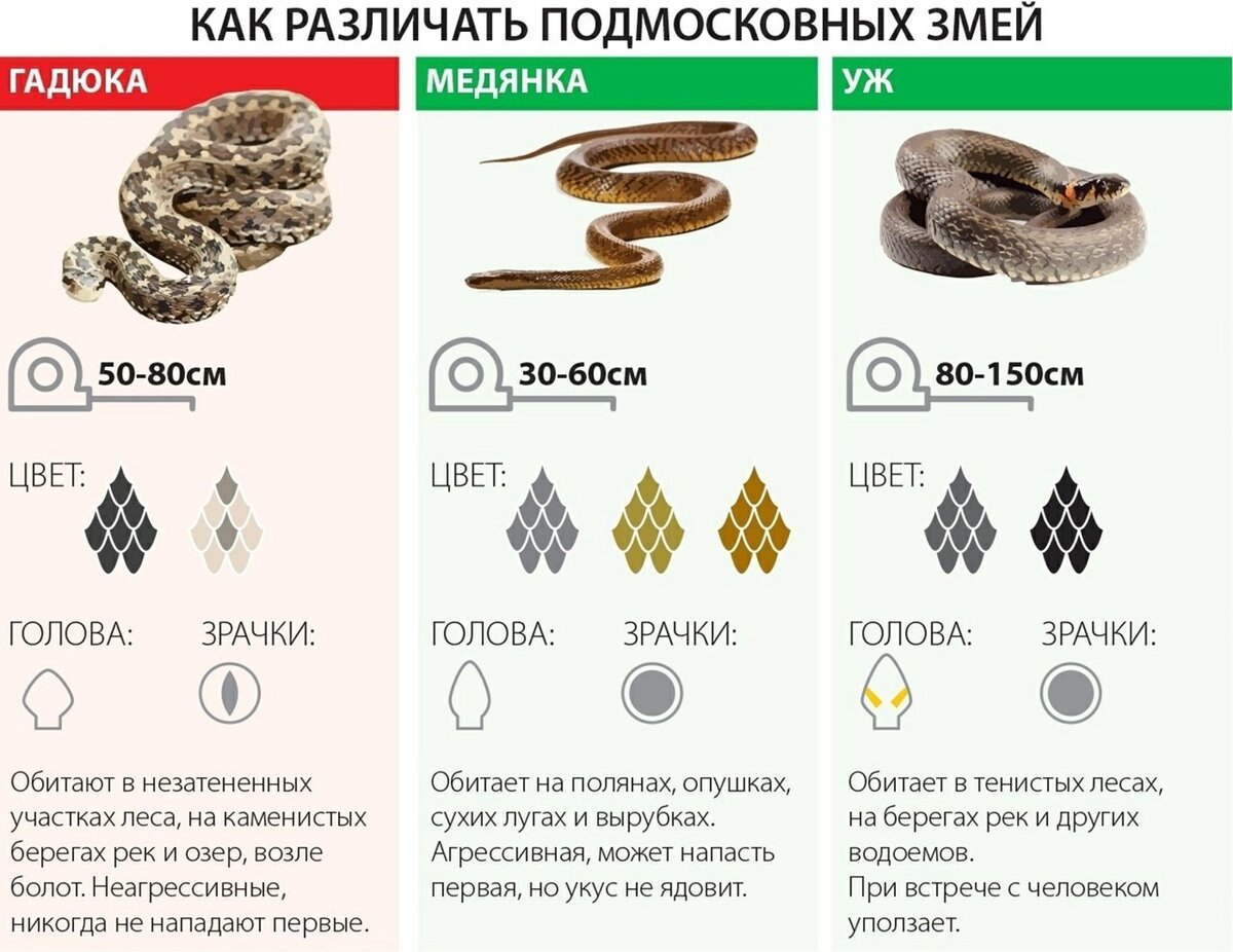 Змеи Подмосковья. Источник: t.me/odintsovo_info