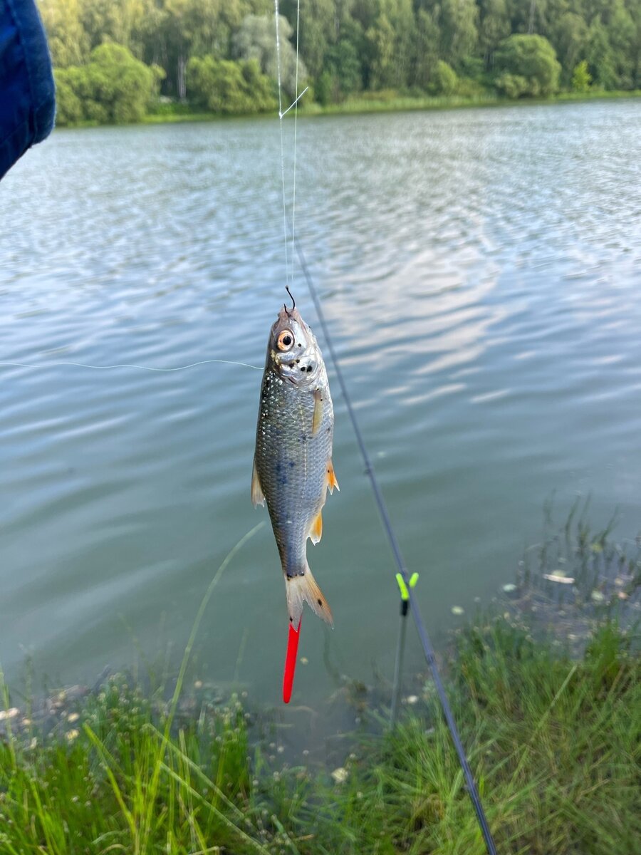 На рыбе болезнь!