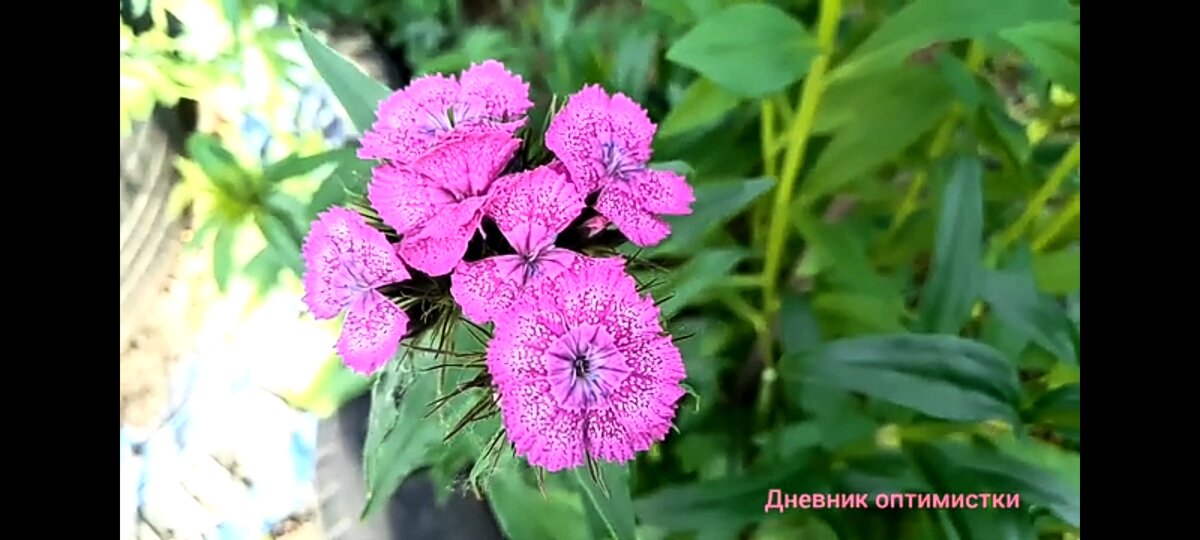 С моего канала скрин