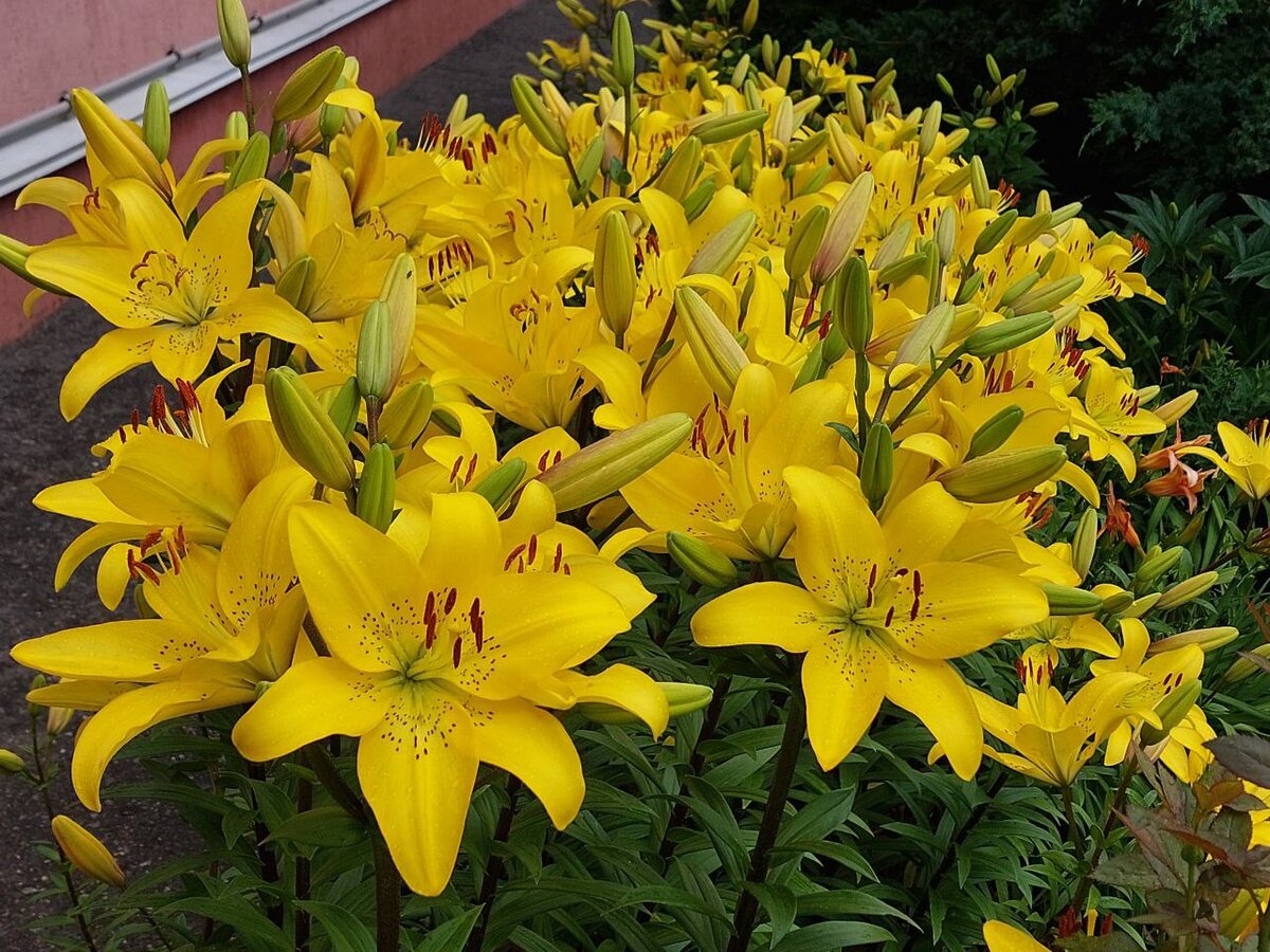 Настроение дня, прогноз на 3-9 июля. Фото Людмилы Коссович