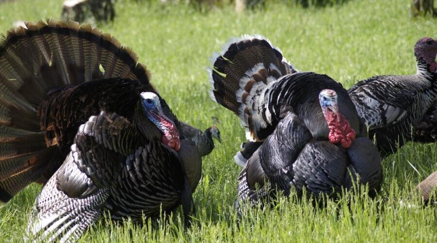    Фермерский опыт. Как разводить индеек и цесарок? Фото: по лицензии PxHere