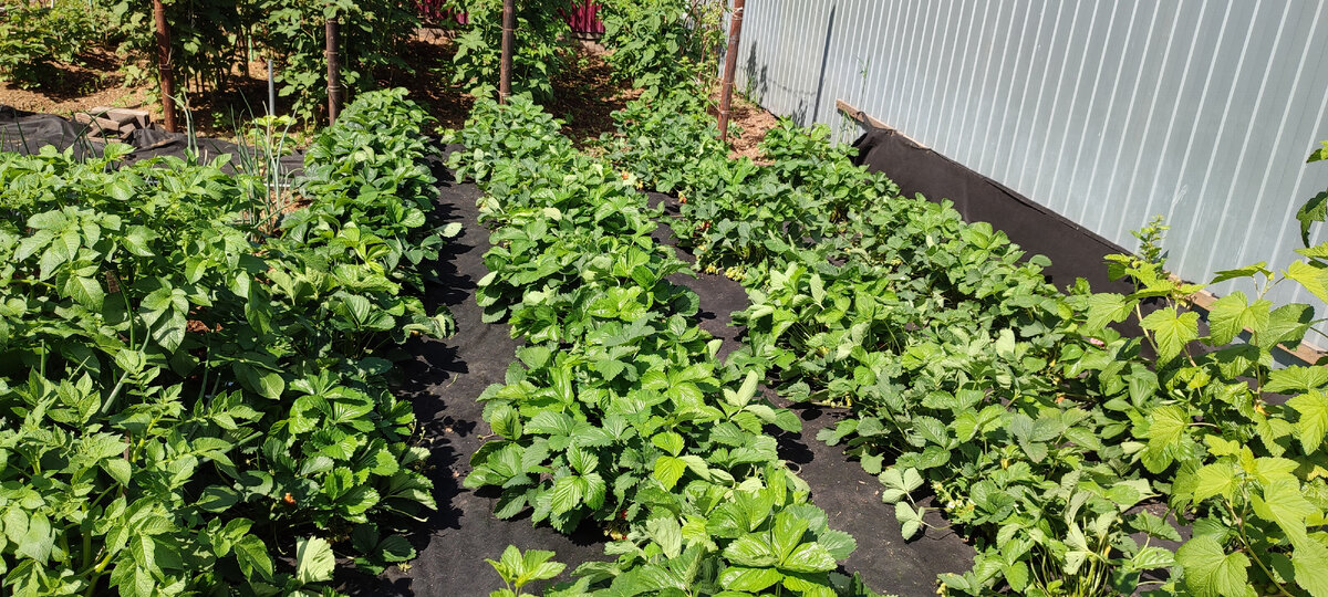 Плантация клубники на чёрном укрывном материале