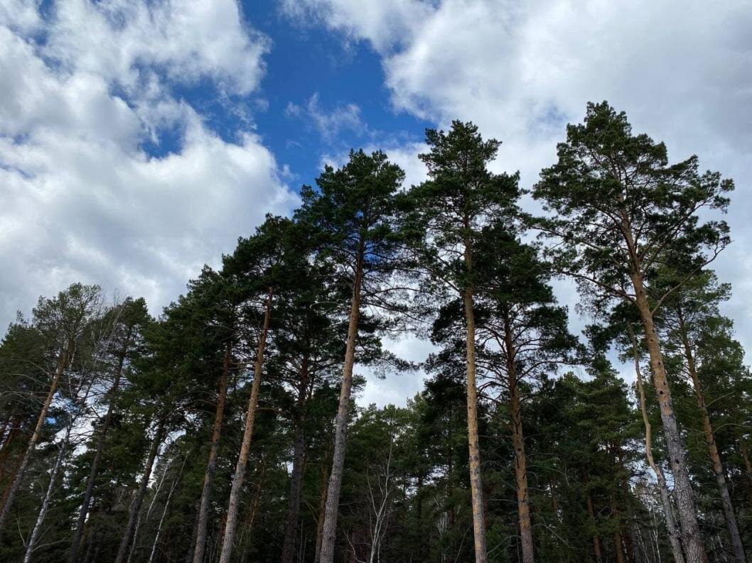 | Фото: ИА "Тюменская линия"
