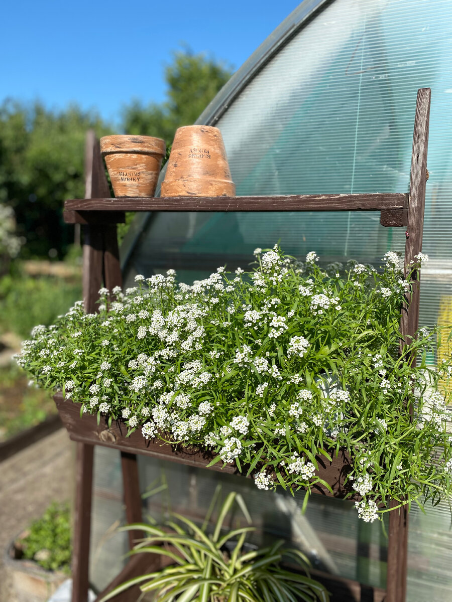 Алиссум цветет