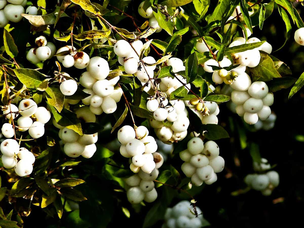 Снежноягодник (Symphoricarpos)