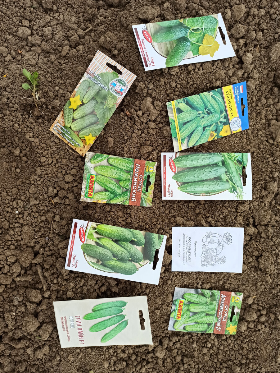 Фото автора. Загубленные семена огурцов