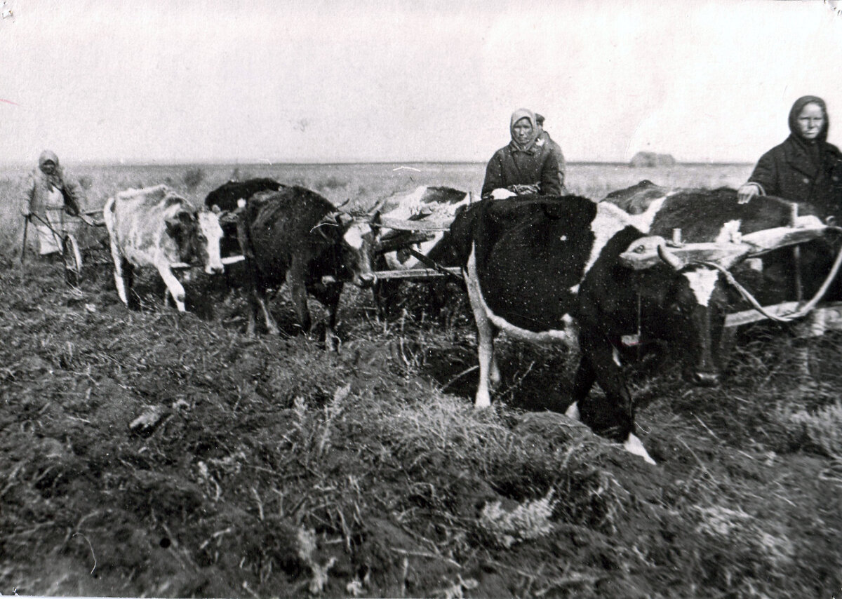 Пахота на коровах. Фото из открытых источников.