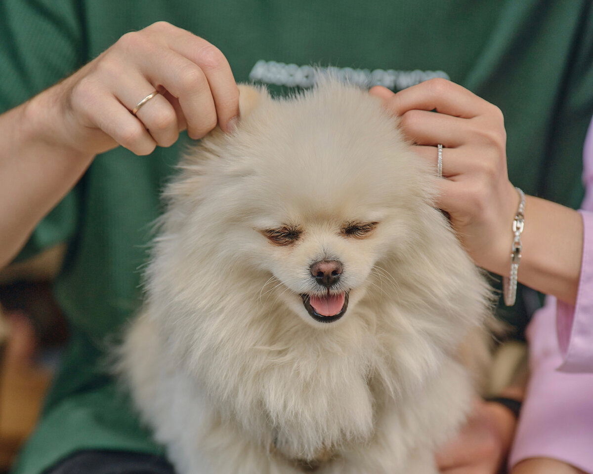 шпиц проблемы