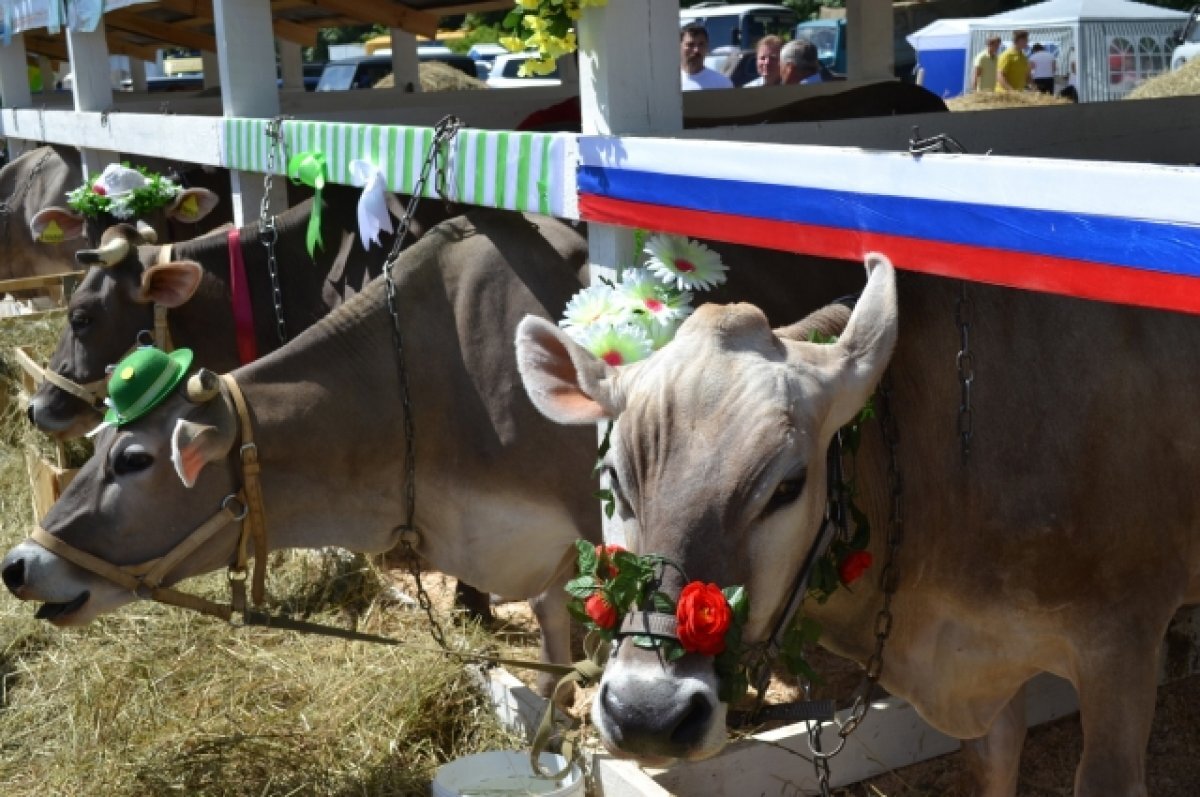    Кулинарное шоу ждет гостей агровыставки «День поля» в Нижегородской области