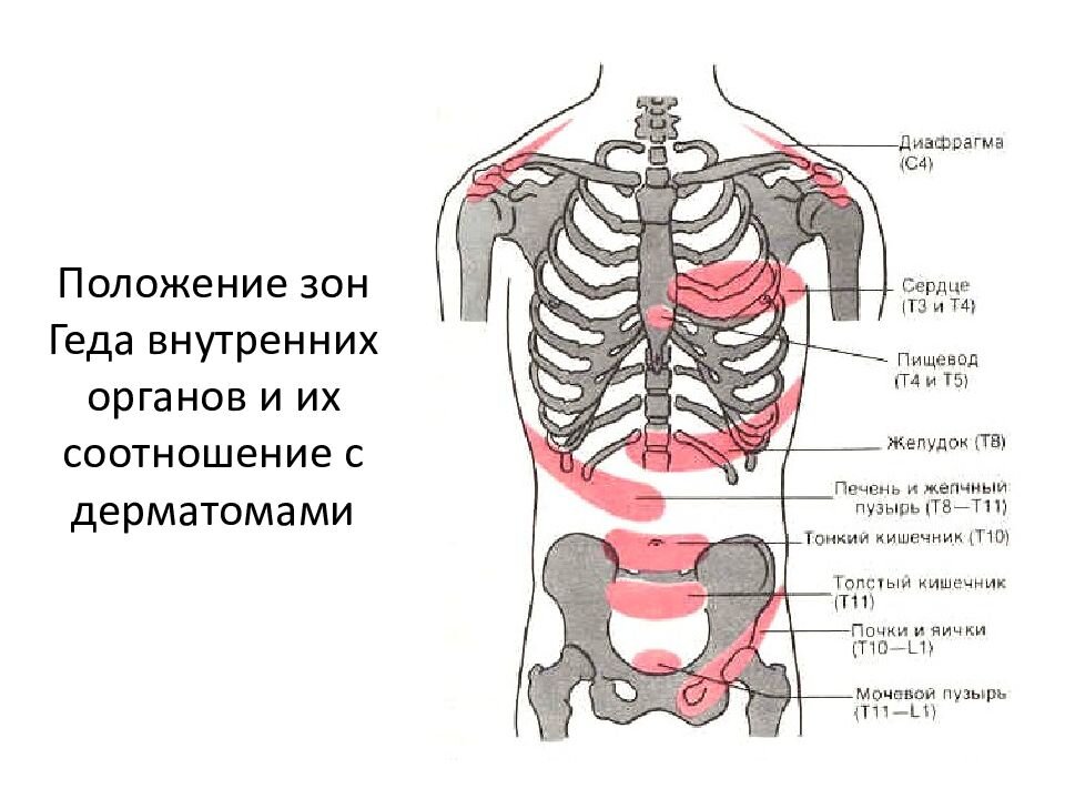 Образование внутренних органов. Дерматомы и внутренние органы. Опыт Геда. Расположение диафрагмы у мезоморфов. Геда 5.