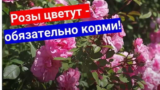 Роза - не только дочь навоза!Чем еще подкормить розу для шикарного продолжительного цветения