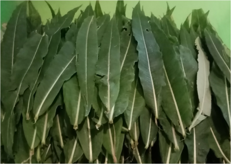 Перебранные листья иван-чая