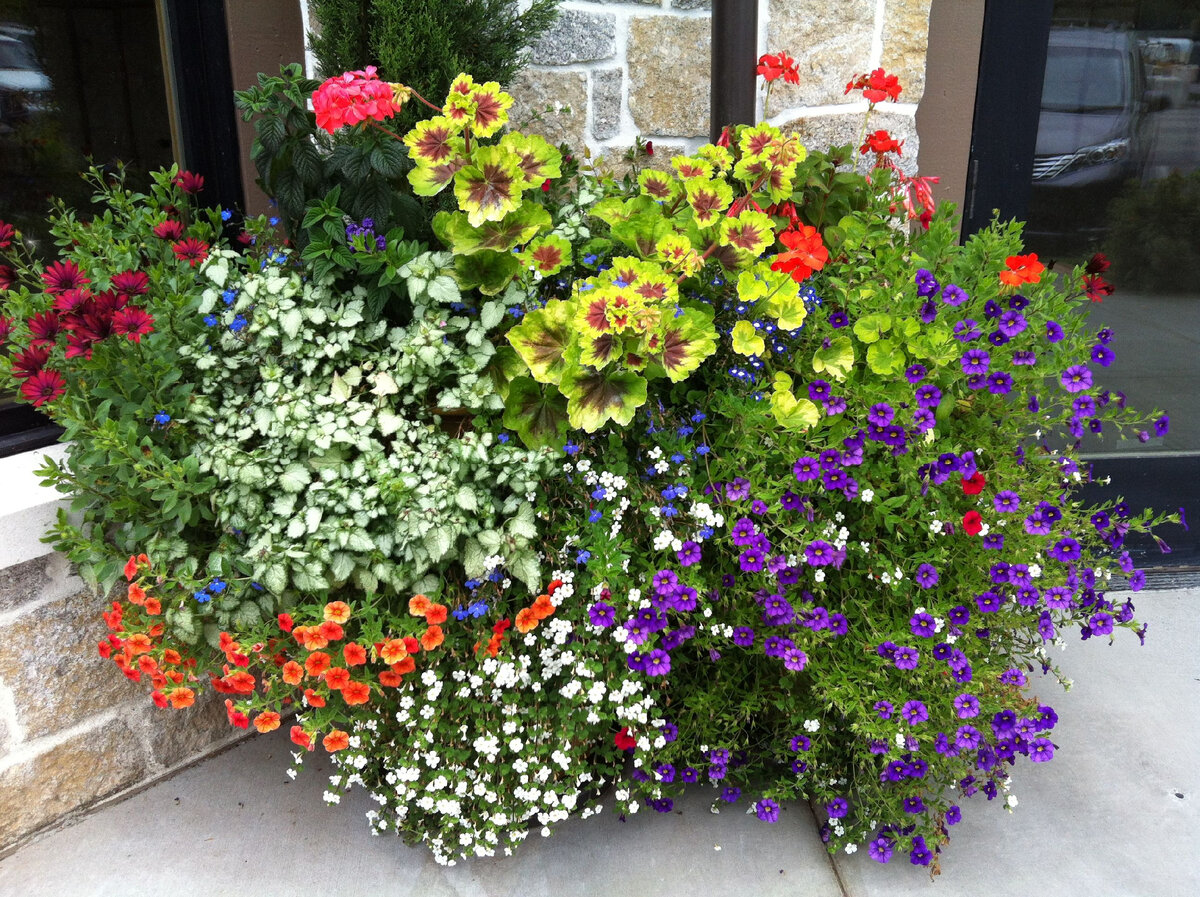 Вербена и петуния