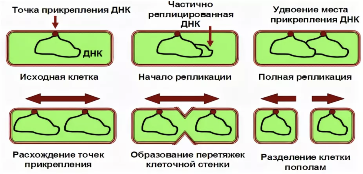 Схема деления грамотрицательной бактерии
