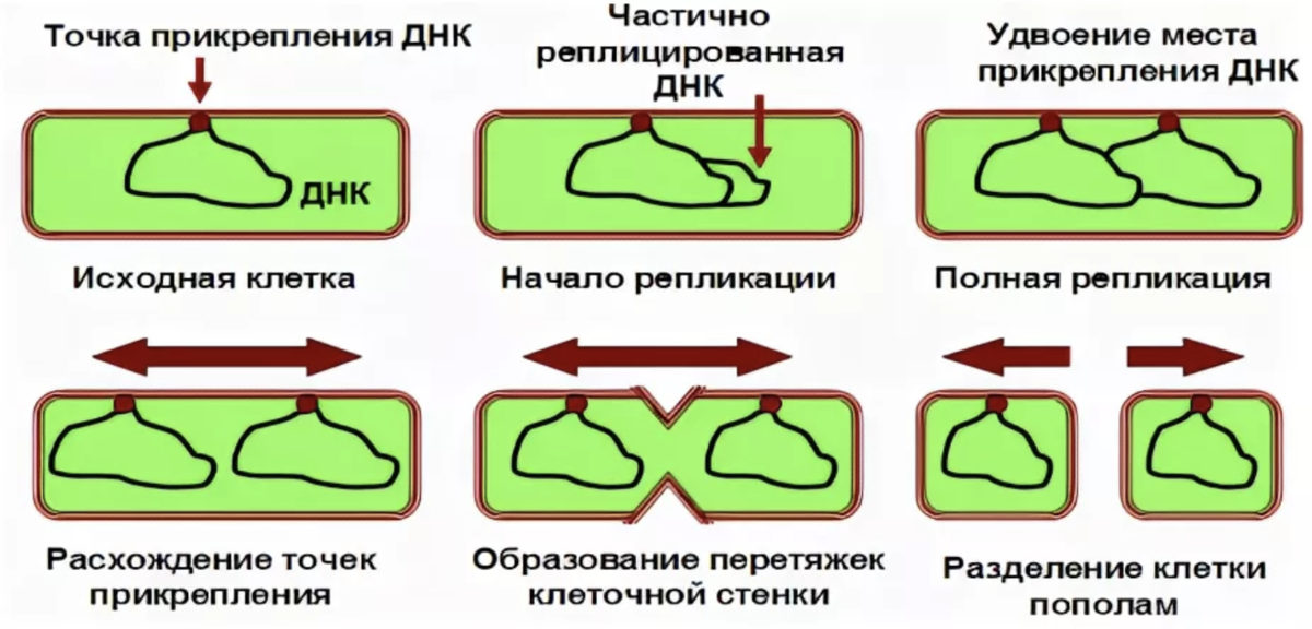 Жизнеспособность бактерий