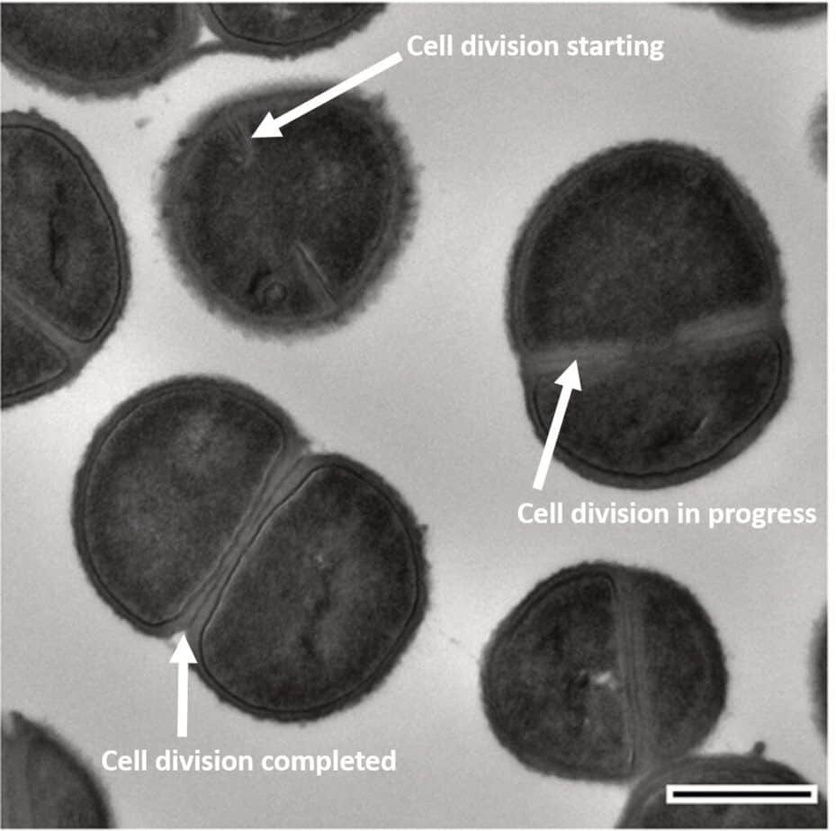 Фото деления грамположительной бактерии. Стрелки указывают на септу
Источник:https://sarahs-world.blog/how-bacteria-divide-and-grow/