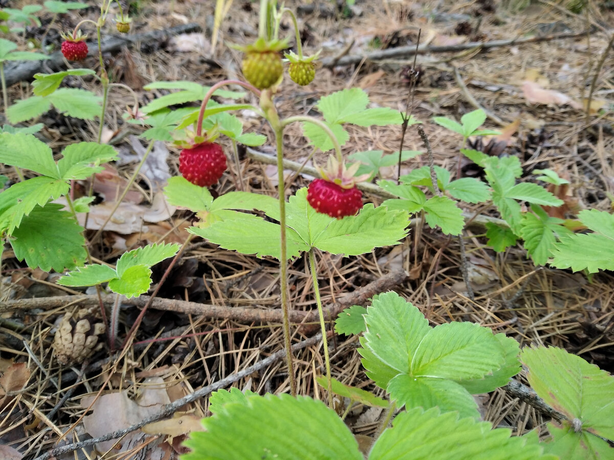 для красоты)