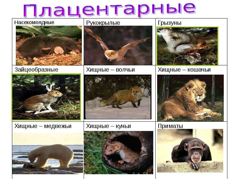 2 3 примера млекопитающих