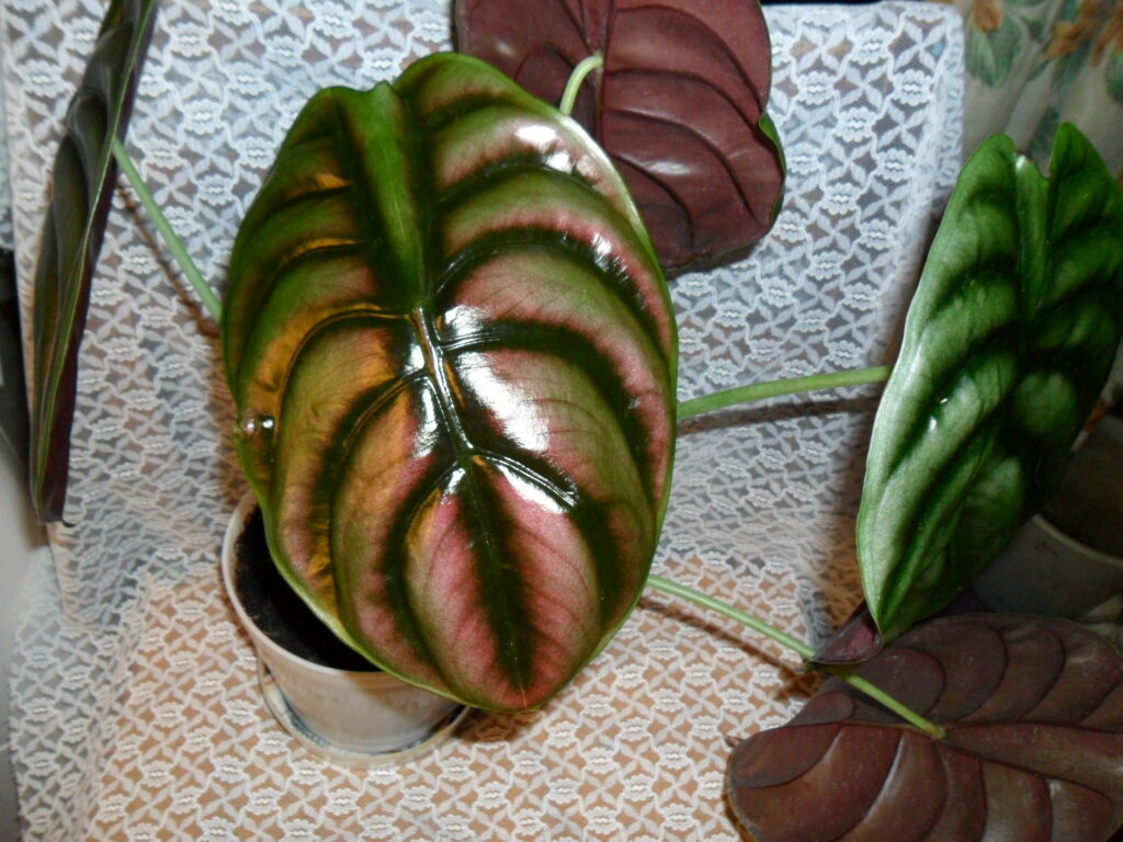 Фото из открытого источника