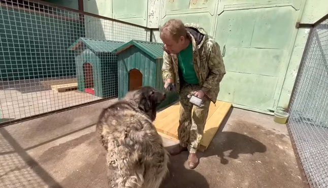 Из многострадального Донецкого зоопарка недавно привезли кавказскую овчарку. Собака была в плохом состоянии: крайне напугана военными событиями, шерсть свалялась, проблемы со здоровьем.
