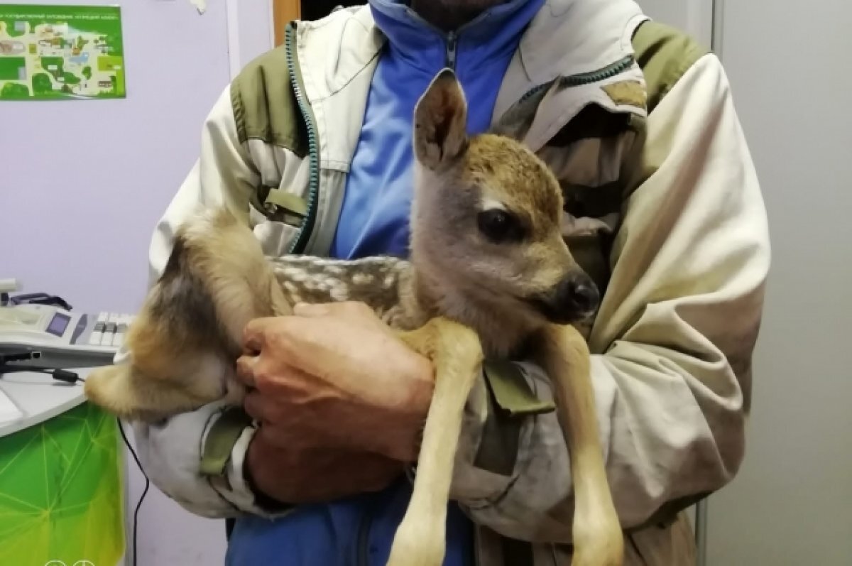   У специалистов заповедника есть опыт выкармливания таких крох.