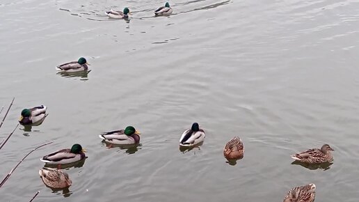 🦆Утки на пруду🦆Парк ЦПКиО в Рязани🦆Рюминский пруд🦆