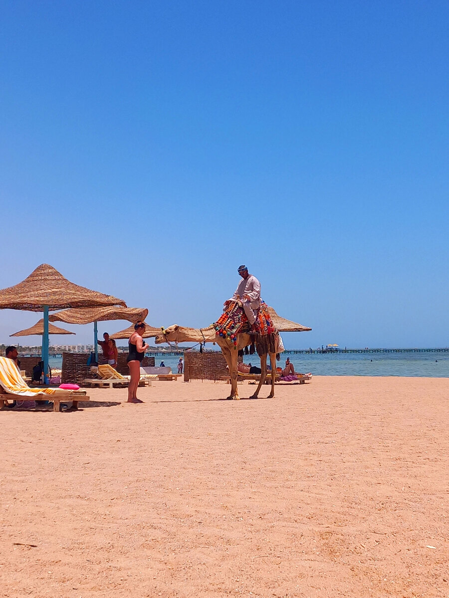 Египет в июне: безумие или отличный отдых? | Истории из жизни и кино | Дзен