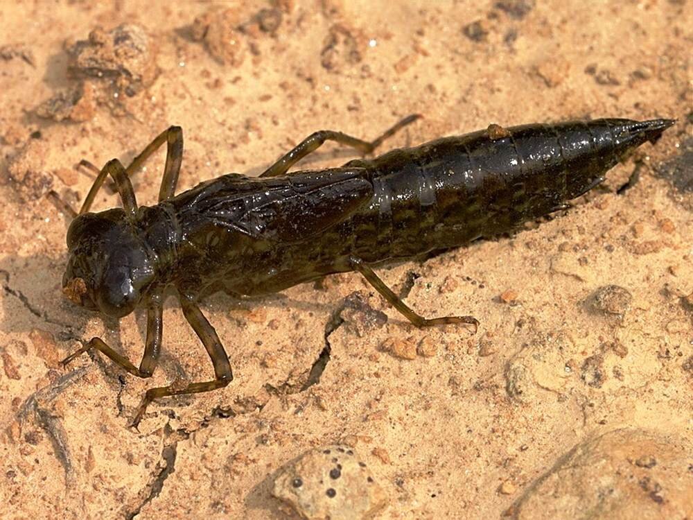 Четыре нестандартные наживки о которых не знают многие рыболовы | Salmo ...